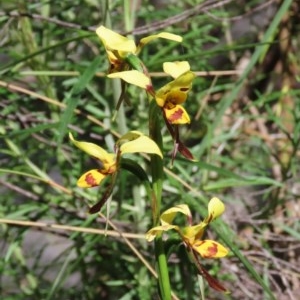 Diuris sulphurea at Theodore, ACT - suppressed