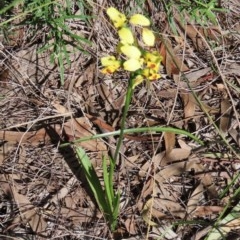 Diuris sulphurea at Theodore, ACT - suppressed