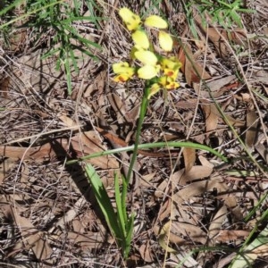 Diuris sulphurea at Theodore, ACT - suppressed