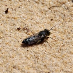 Bembix sp. (genus) (Unidentified Bembix sand wasp) at Bournda, NSW - 2 Nov 2020 by RossMannell