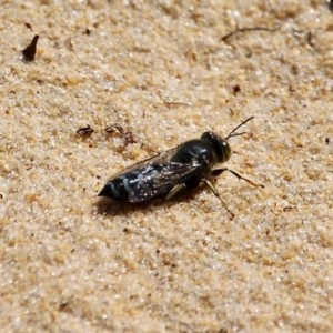 Bembix sp. (genus) at Bournda Environment Education Centre - 2 Nov 2020