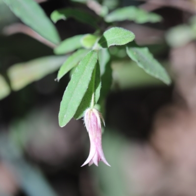 Billardiera mutabilis (Climbing Apple Berry, Apple Berry, Snot Berry, Apple Dumblings, Changeable Flowered Billardiera) at Mystery Bay, NSW - 4 Nov 2020 by LocalFlowers