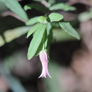 Billardiera mutabilis at Mystery Bay, NSW - 4 Nov 2020