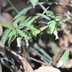 Billardiera mutabilis at Mystery Bay, NSW - 4 Nov 2020 07:49 AM