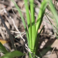 Dianella sp. at Mystery Bay, NSW - 4 Nov 2020 07:50 AM