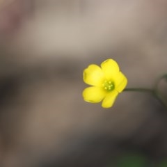 Oxalis sp. (Wood Sorrel) at Eurobodalla National Park - 3 Nov 2020 by LocalFlowers