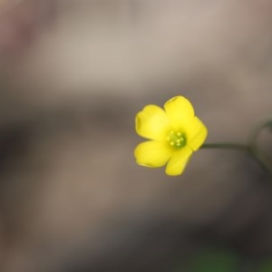 Oxalis sp. at Mystery Bay, NSW - 4 Nov 2020