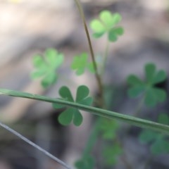 Oxalis sp. at Mystery Bay, NSW - 4 Nov 2020