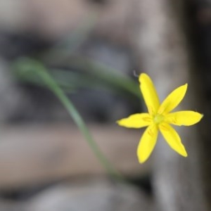 Hypoxis hygrometrica var. hygrometrica at Mystery Bay, NSW - 4 Nov 2020 08:02 AM