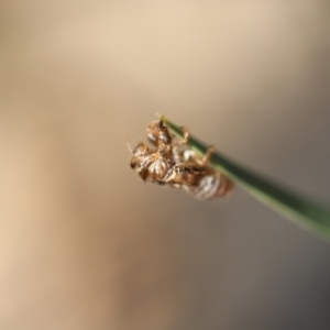 Galanga labeculata at Gulaga National Park - 4 Nov 2020