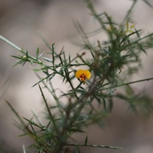 Daviesia ulicifolia subsp. ulicifolia at Corunna, NSW - 3 Nov 2020