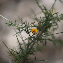 Daviesia ulicifolia subsp. ulicifolia (Gorse Bitter-pea) at Corunna State Forest - 2 Nov 2020 by LocalFlowers