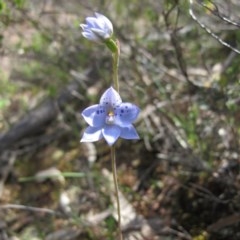 Thelymitra juncifolia (Dotted Sun Orchid) at Tralee, NSW - 4 Nov 2020 by IanBurns