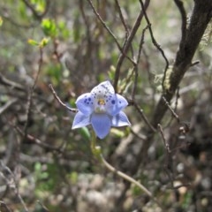 Thelymitra juncifolia at Tralee, NSW - 4 Nov 2020