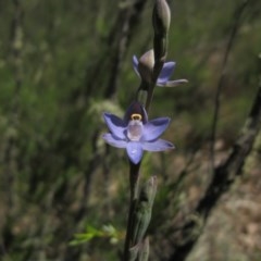 Thelymitra sp. (pauciflora complex) (A sun orchid) at Tralee, NSW - 4 Nov 2020 by IanBurns