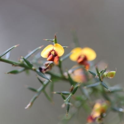 Daviesia ulicifolia subsp. ulicifolia (Gorse Bitter-pea) at Corunna State Forest - 3 Nov 2020 by LocalFlowers