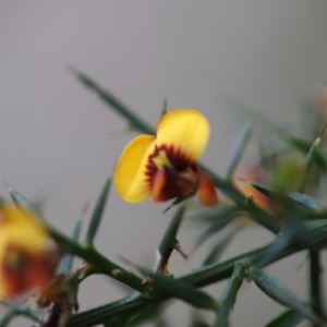 Daviesia ulicifolia subsp. ulicifolia at Corunna, NSW - 3 Nov 2020