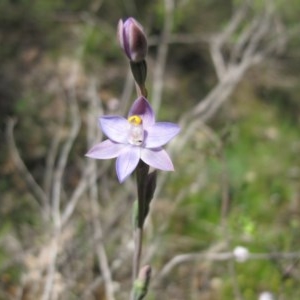 Thelymitra sp. (pauciflora complex) at Tralee, NSW - 4 Nov 2020