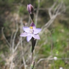 Thelymitra sp. (pauciflora complex) (Sun Orchid) at Tralee, NSW - 4 Nov 2020 by IanBurns