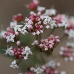 Platysace lanceolata (Shrubby Platysace) at Corunna State Forest - 3 Nov 2020 by LocalFlowers