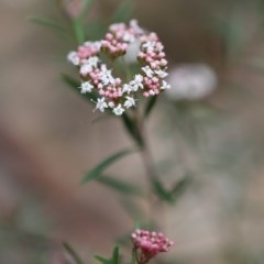 Platysace lanceolata at Corunna, NSW - 3 Nov 2020