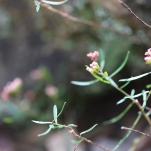 Platysace lanceolata at Corunna, NSW - 3 Nov 2020