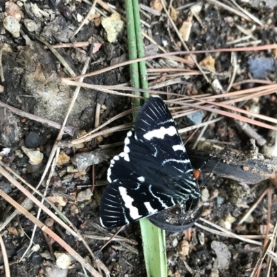 Phalaenoides glycinae (Grapevine Moth) at Australian National University - 4 Nov 2020 by TimYiu