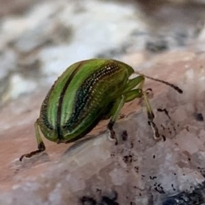 Calomela juncta at Black Range, NSW - 4 Nov 2020 02:05 PM