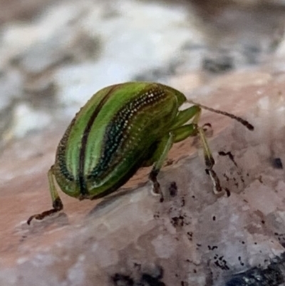 Calomela juncta (Leaf beetle) at Black Range, NSW - 4 Nov 2020 by Steph H