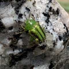 Calomela juncta at Black Range, NSW - 4 Nov 2020