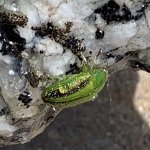 Calomela juncta at Black Range, NSW - 4 Nov 2020