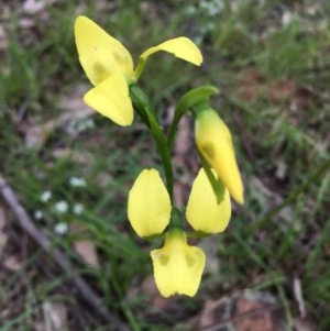 Diuris sulphurea at Lower Boro, NSW - 30 Oct 2020