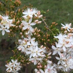 Calytrix tetragona (Common Fringe-myrtle) at Boro, NSW - 30 Oct 2020 by mcleana