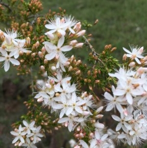 Calytrix tetragona at Boro, NSW - 30 Oct 2020