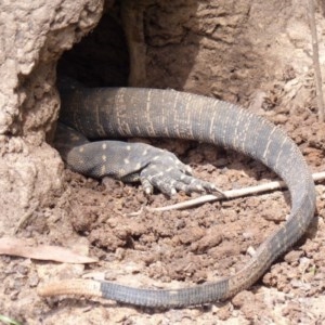 Varanus varius at Black Range, NSW - suppressed