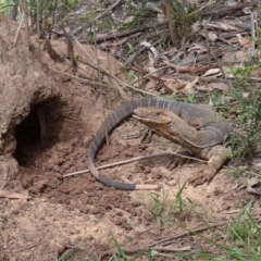 Varanus varius at Black Range, NSW - 4 Nov 2020