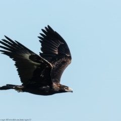 Aquila audax (Wedge-tailed Eagle) at Denman Prospect, ACT - 3 Nov 2020 by Roger
