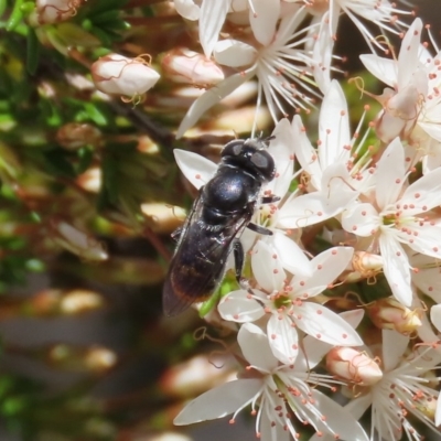 Psilota sp. (genus) (Hover fly) at Theodore, ACT - 2 Nov 2020 by Owen