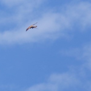 Falco cenchroides at Black Range, NSW - 4 Nov 2020 11:58 AM