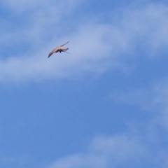 Falco cenchroides (Nankeen Kestrel) at Black Range, NSW - 4 Nov 2020 by MatthewHiggins