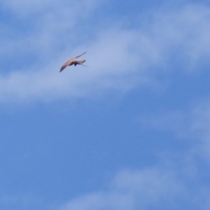 Falco cenchroides at Black Range, NSW - 4 Nov 2020