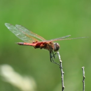 Tramea loewii at Fyshwick, ACT - 4 Nov 2020