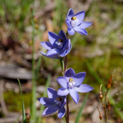 Thelymitra nuda (Scented Sun Orchid) at Kaleen, ACT - 4 Nov 2020 by DPRees125
