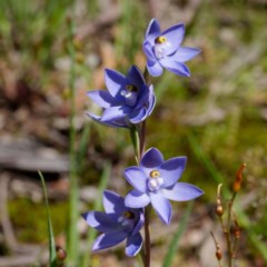 Thelymitra nuda (Scented Sun Orchid) at Gungaderra Grasslands - 4 Nov 2020 by DPRees125