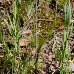 Thelymitra nuda at Kaleen, ACT - suppressed