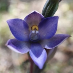 Thelymitra sp. (A Sun Orchid) at Black Mountain - 4 Nov 2020 by shoko