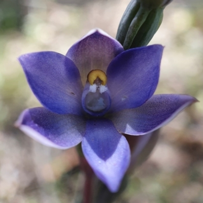 Thelymitra sp. (A Sun Orchid) at Acton, ACT - 4 Nov 2020 by shoko