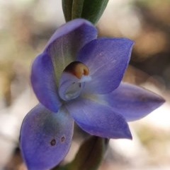 Thelymitra sp. at Acton, ACT - 4 Nov 2020