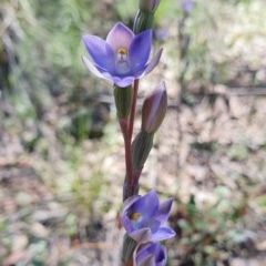 Thelymitra sp. at Acton, ACT - 4 Nov 2020