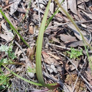 Thelymitra sp. at Acton, ACT - 4 Nov 2020